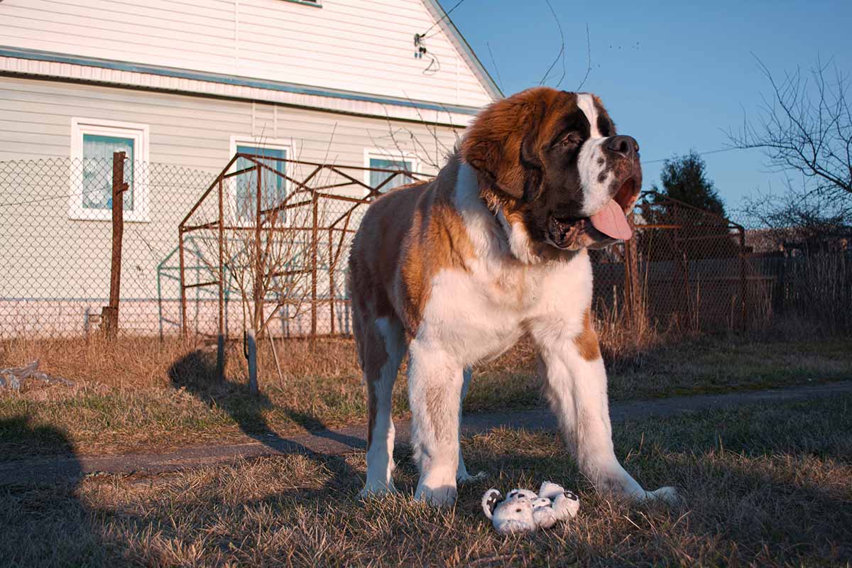 a Saint Bernard dog stand in the field .