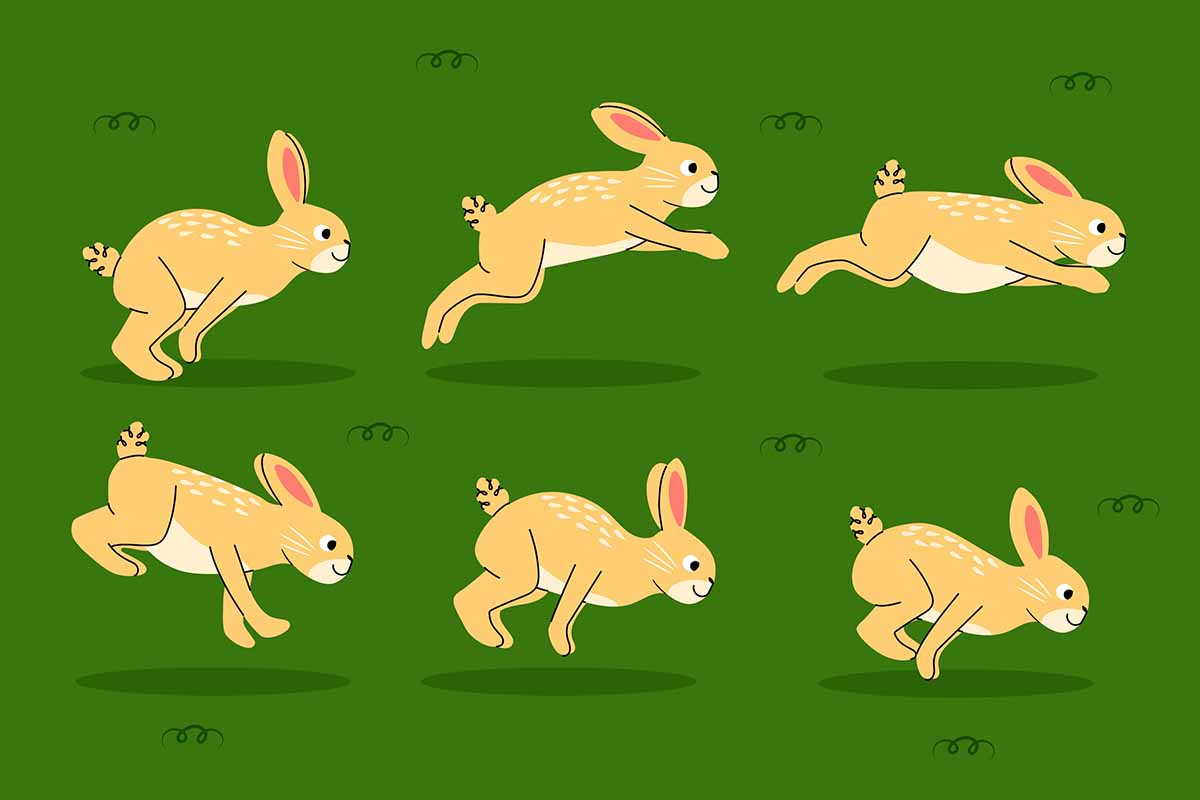 Step-by-Step Training for Rabbits full Guide