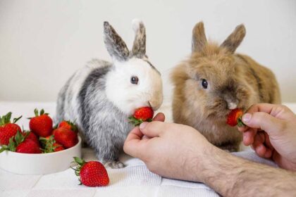 Rabbits eating strawberries