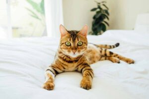 The Bengal laying on the bed in room.