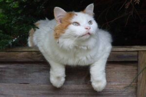 The Turkish Van cat sitting down on woodedn box