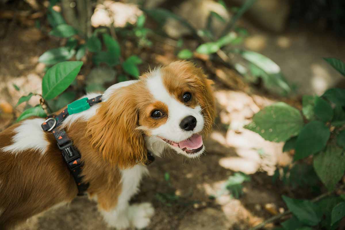 a dog stand in outdoor area.