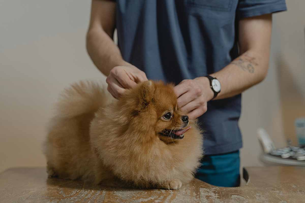 a man touch dog on the table.