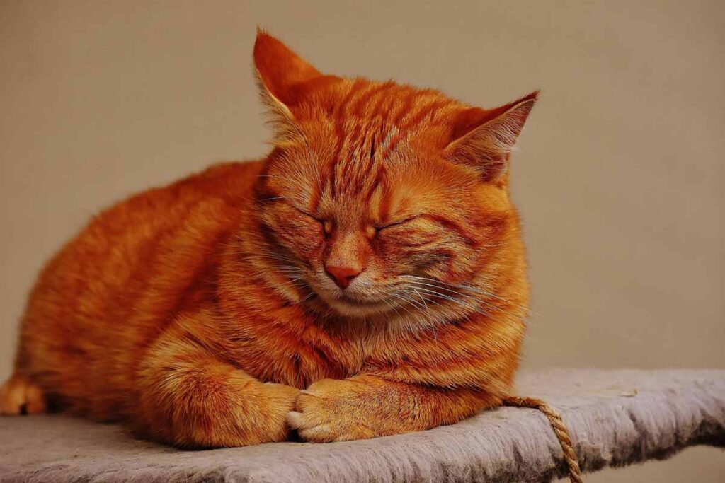 a brown cat sleeping in floor.