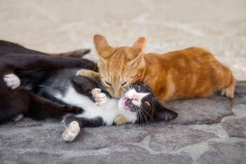 Cats Bite Each Other’s Neck in the floor