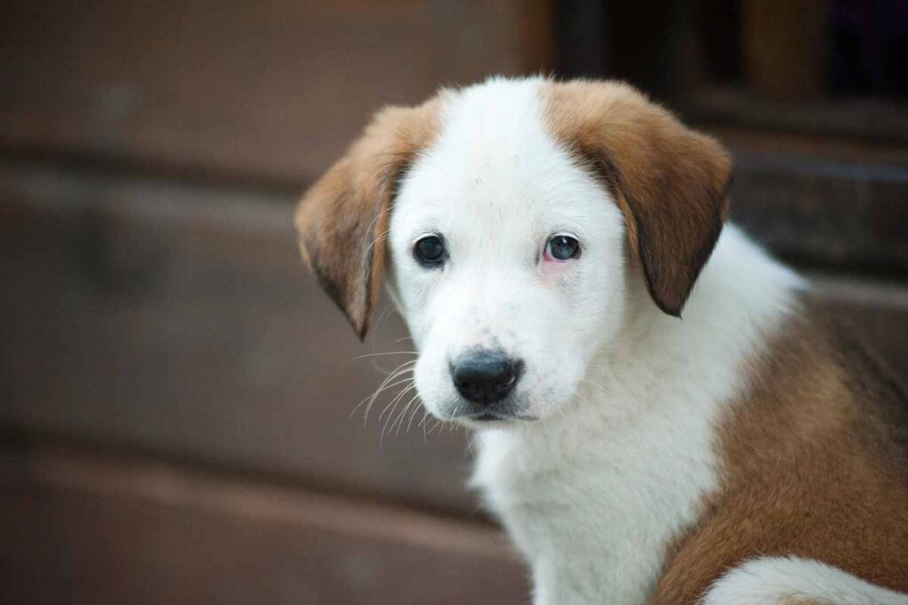 Understand Why Your Puppy is Crying