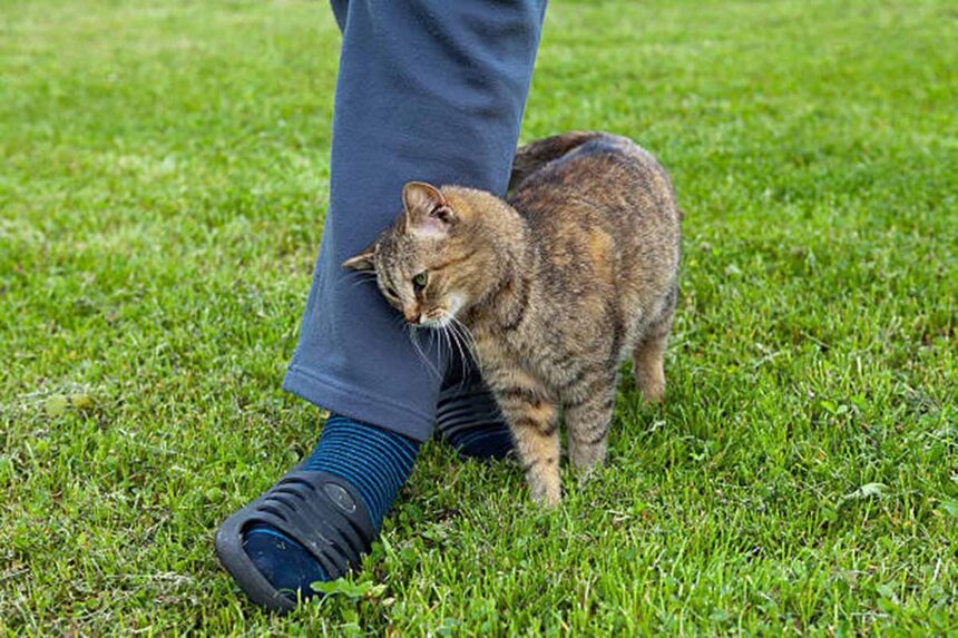 Stray Cats Rub Against Your Legs in the fields.