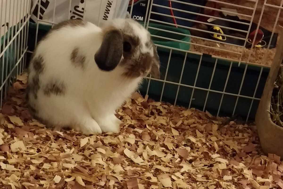 rabbits stand in wooden fields.