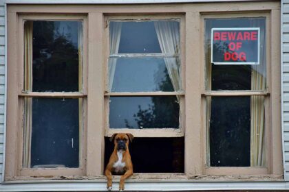 a dog looking out side in window.