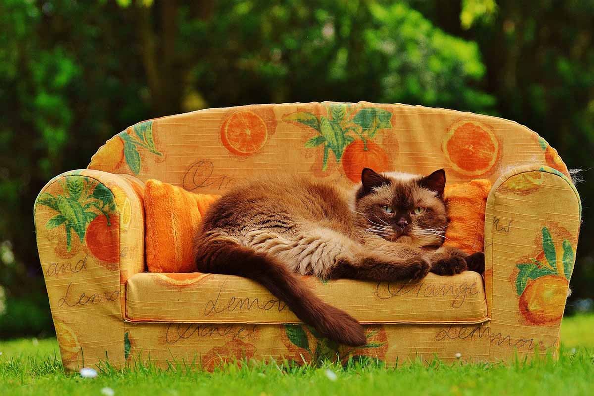 a cat slpeeing on couch in the filed.