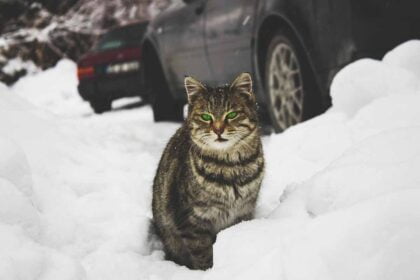 a cat stand in the ice field in side a car .