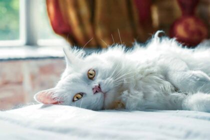 a cat sleep in the bed.