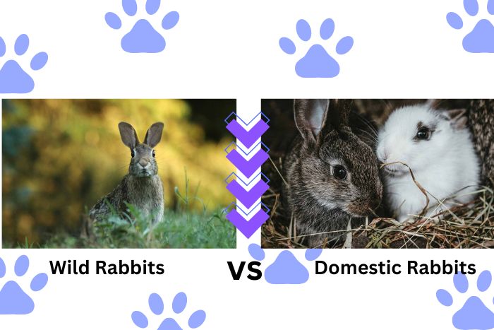 wild rabbits vs domestic rabbits