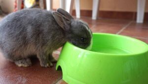 a rabbits drinking water.