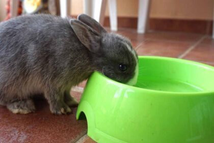 a rabbits drinking water.