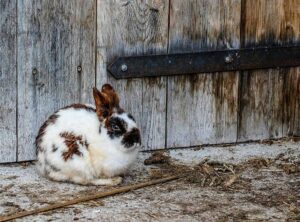 a rabbit sitting down.