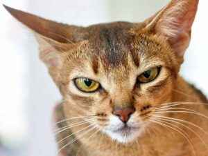 Abyssinian Cat stand in floor.