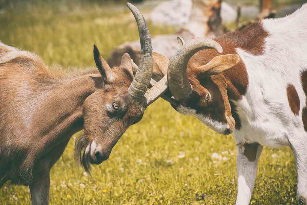 two goat are fighting in the fields.