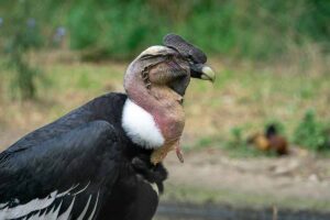 a Andean Condor standt in fields.