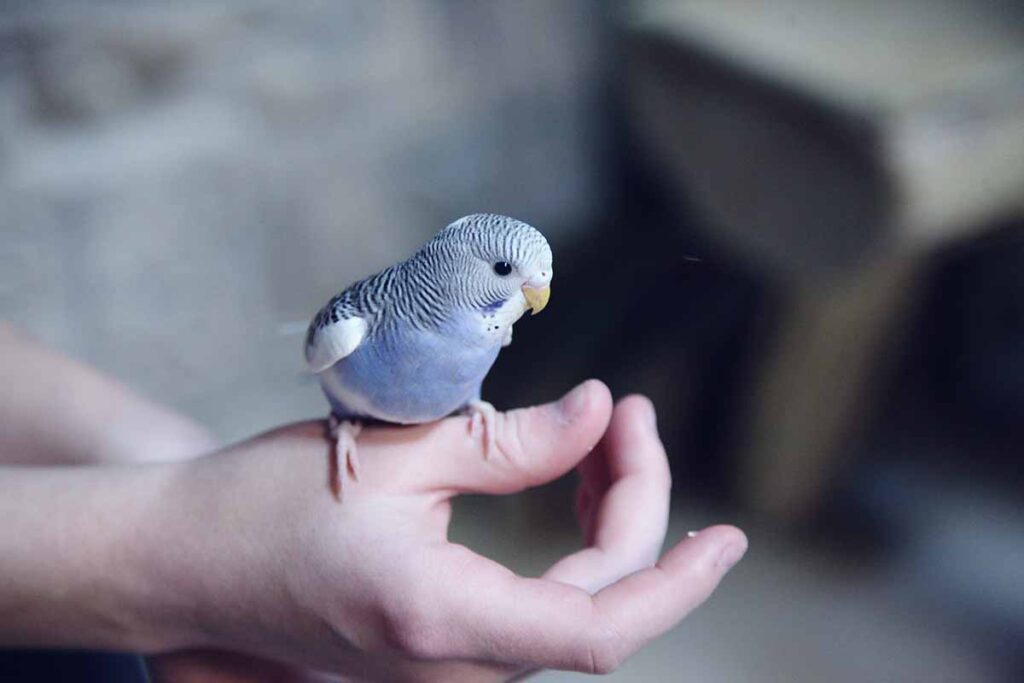 Birds sitting down on Hand.