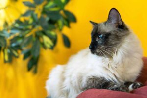 Birman Cat sitting down on sofa.