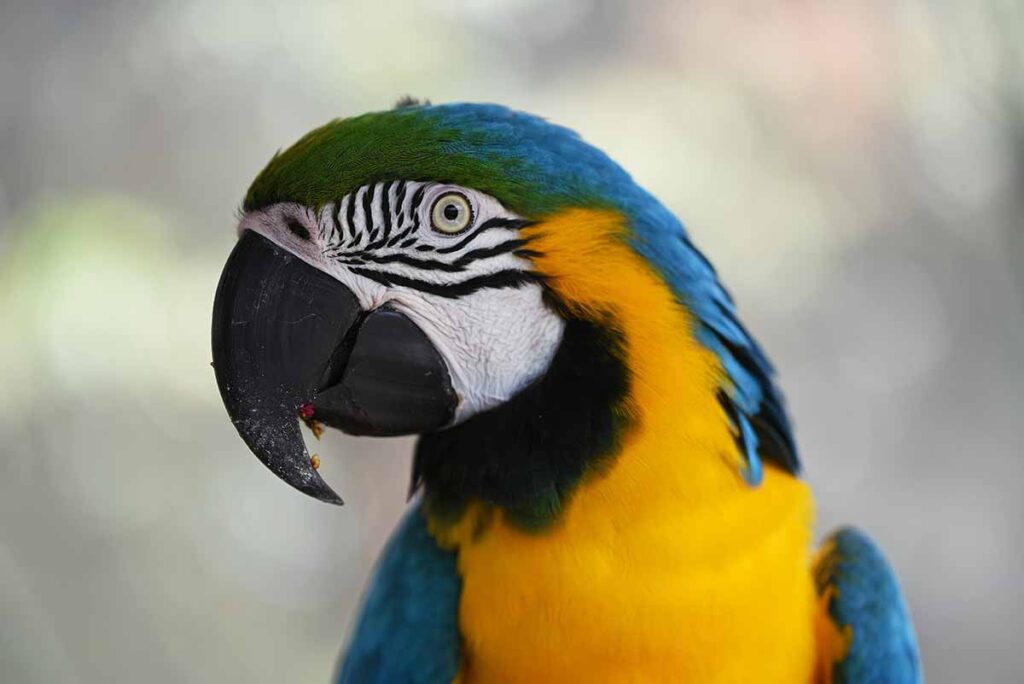 Blue-and-Gold Macaw looking us.