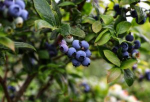 Blueberries are caught on the tree