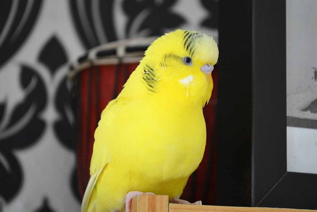 Budgerigar sitting down on table in room.