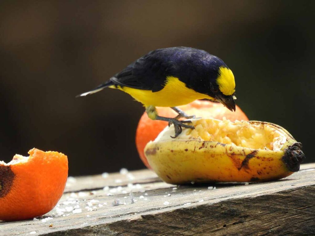 Birds Eat Bananas