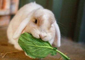 a rabbit chewing plant 