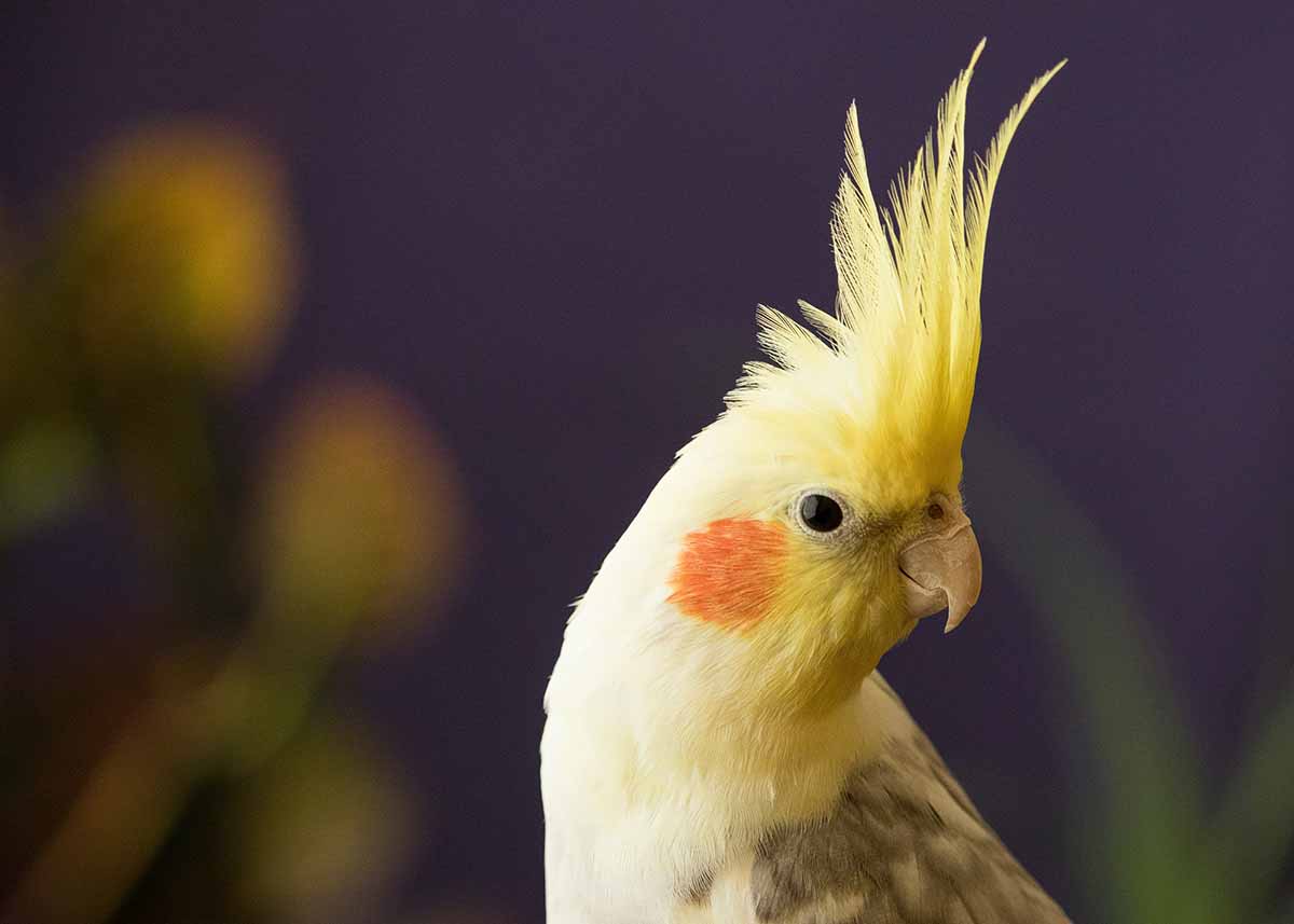 Cockatiel looking us.