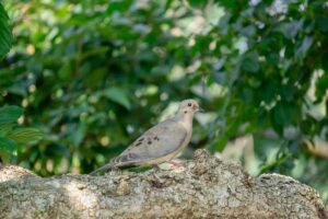 a Columbidae stndt in the fields.