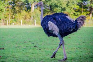 a ommon Ostrich walking in the fields.