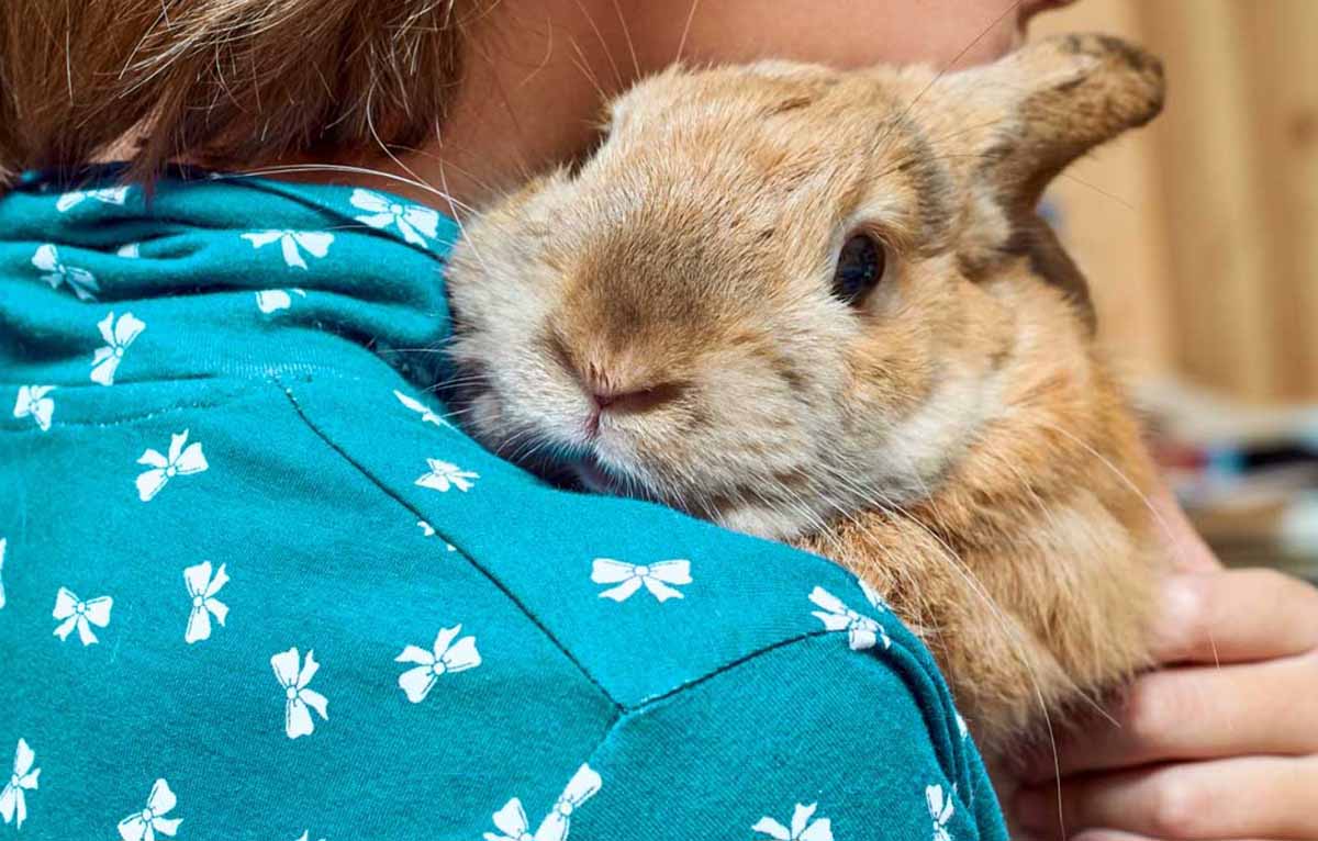Common Signs of illness in Rabbits