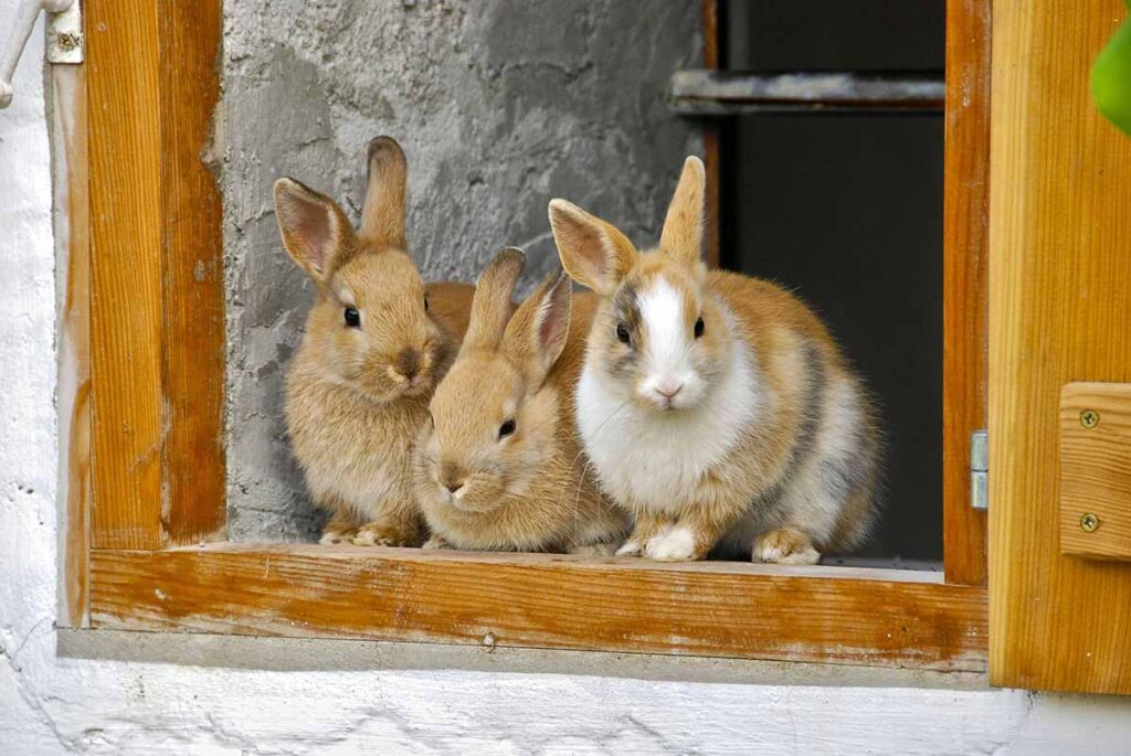 3 rabbits sitting down on windo .