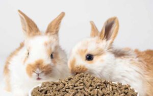 2 rabbits eating food.