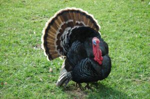 a Domestic Turkey standt in the fields.