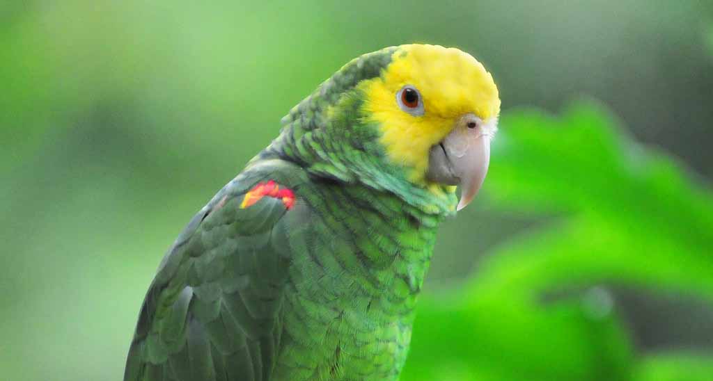 Double Yellow-Headed Amazon sitting down on tree branch.