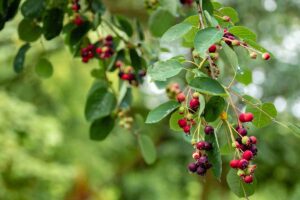 Elderberries are caught on the tree.