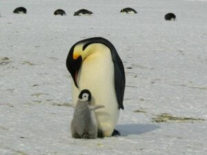 mother Emperor Penguin and little Emperor Penguin standt in the beach.