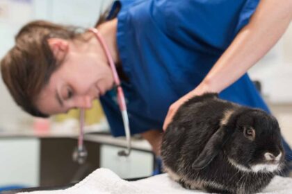 Gastrointestinal (GI) Stasis in Rabbits Understanding and Care