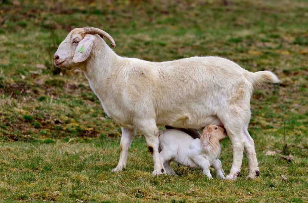 Baby goat dranking her mother milk in the fields.