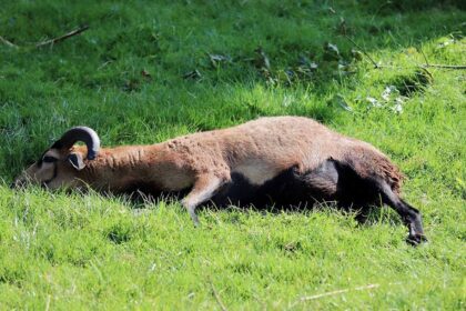 Goat laying down in fields.