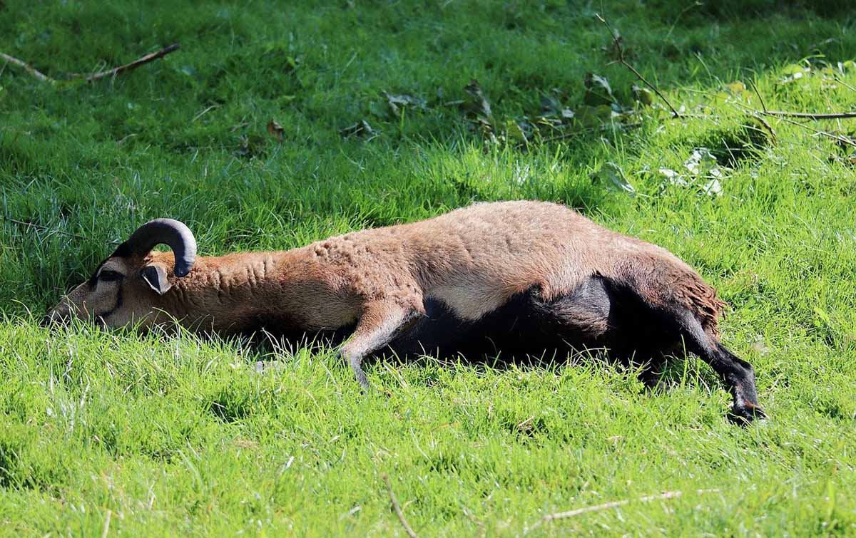 Goat laying down in fields.