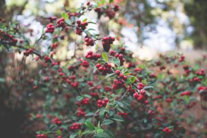 Huckleberriesare caught on the tree.