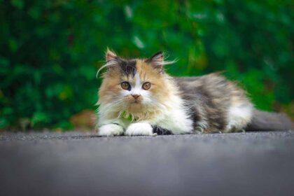 Cat laying down on road.