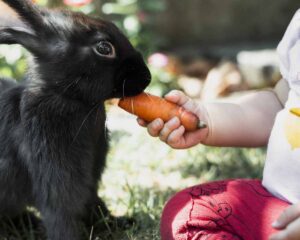 a rabbit eating vegetable.