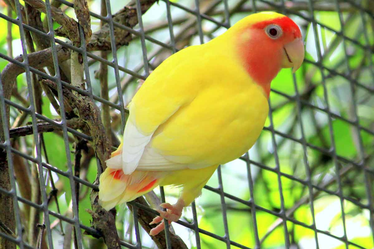 Lovebird looking great