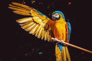 Macaws on the stand tree.