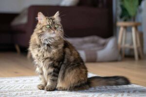 Maine Coon Cat stand in floor.